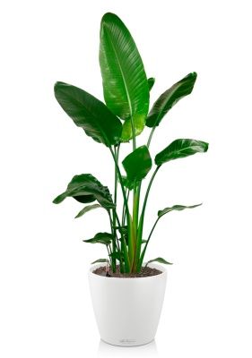 Стрелиция Николай 27/140 см в CLASSICO COLOR 35, белый