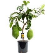 Цитрус Максима d22 см h85 см Цитрус Максима d22 см h85 см
