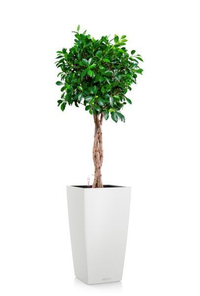 Фикус Нитида переплетенный 23/110 см в CUBICO COLOR 30