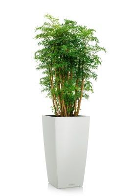 Полисциас Фрутикоза в CUBICO COLOR 30, белый