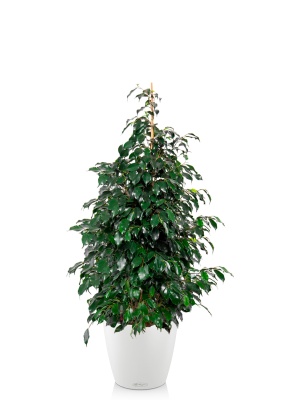 Фикус Бенджамина Даниэль пирамида 21/90 см в CLASSICO COLOR 28