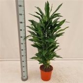 Драцена Стеднери бранч разветвленная d24 см h120 см