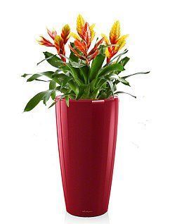 Вриезии микс в RONDO 32 Вриезии микс в RONDO 32