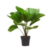 Ликуала Грандис d25 см h100 см