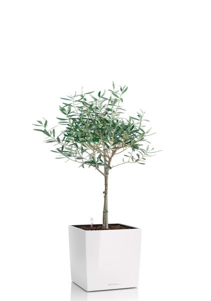 Олива 19/90 в CUBE 30 Олива 19/90 в CUBE 30