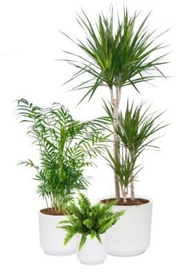 Набор для озеленения офиса № 1 (Папоротник Нефролепис, Хамедорея, Драцена Маргината 3 ствола) Набор для озеленения офиса № 1 (Папоротник Нефролепис, Хамедорея, Драцена Маргината 3 ствола)