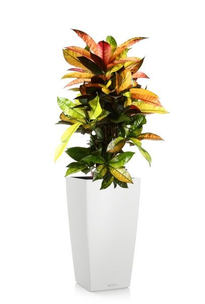 Кротон Мистер Айкетон в CUBICO COLOR 30