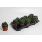 Алоэ Аристата 10,5/20 см Алоэ Аристата 10,5/20 см