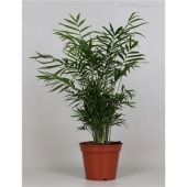Хамедорея Элеганс d17 см h55 см