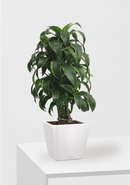 Драцена Дорадо бранч 24/90 см в QUADRO LS 28