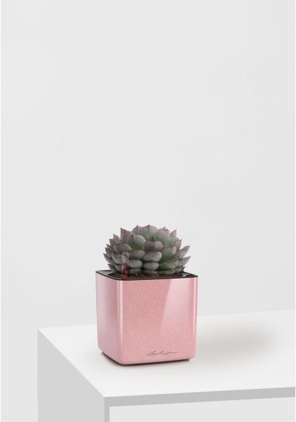 Эхеверия микс 10 см в CUBE GLOSSY KISS 14 Эхеверия микс 10 см в CUBE GLOSSY KISS 14