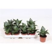 Сансевиерия Ханни d9 см h20 см