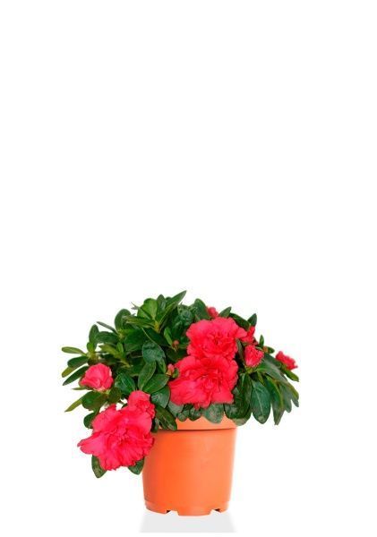 Азалия индика Биколор 12/25 см