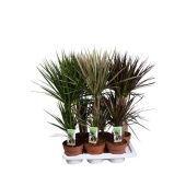 Драцена Маргината микс 2 ствола d17 см h70 см тип 2