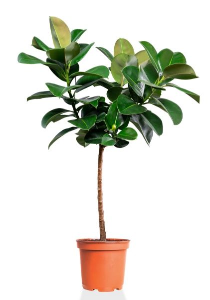 Фикус Эластика Робуста на штамбе 27/130 см Фикус Эластика Робуста на штамбе 27/130 см