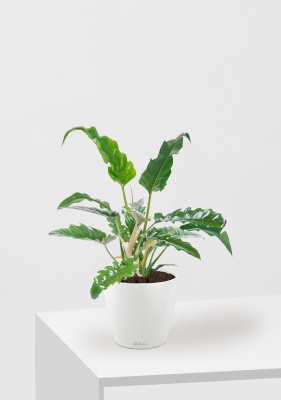 Филодендрон Нарроу 19/55 см в CLASSICO COLOR 21, белый Филодендрон Нарроу 19/55 см в CLASSICO COLOR 21, белый