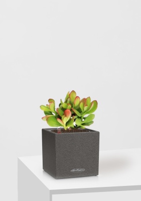 Крассула Овата сансет 12/20 см в CANTO STONE 14 Крассула Овата сансет 12/20 см в CANTO STONE 14