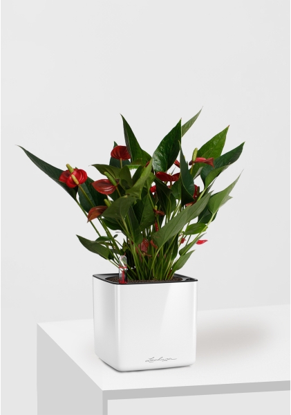 Антуриум Андрианум Карма красный 12/43 см в CUBE GLOSSY 14