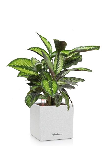 Калатея Принцепс в CANTO STONE 14