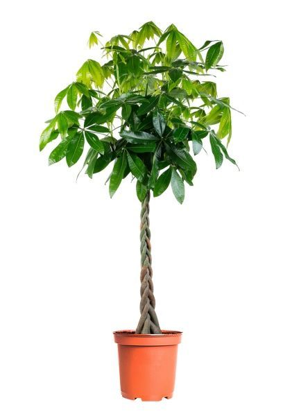 Пахира Акватика 30/170 см