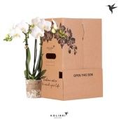 Фаленопсис 3 ствола White 3 d9 см h40 см