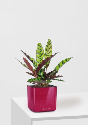 Калатея Лансифолия 12/30 см в CUBE GLOSSY KISS 14