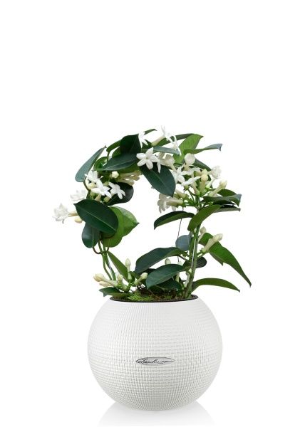 Стефанотис 12/30 см в PURO 20