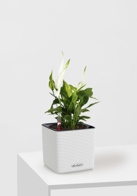 Спатифиллум 9/30 см в CUBE Color 14 Спатифиллум 9/30 см в CUBE Color 14