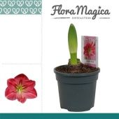 Гиппеаструм Sweet Pink 1 ствол d13 см h25 см