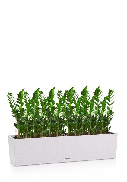 Замиокулькас в BALCONERA STONE 80 Замиокулькас в BALCONERA STONE 80