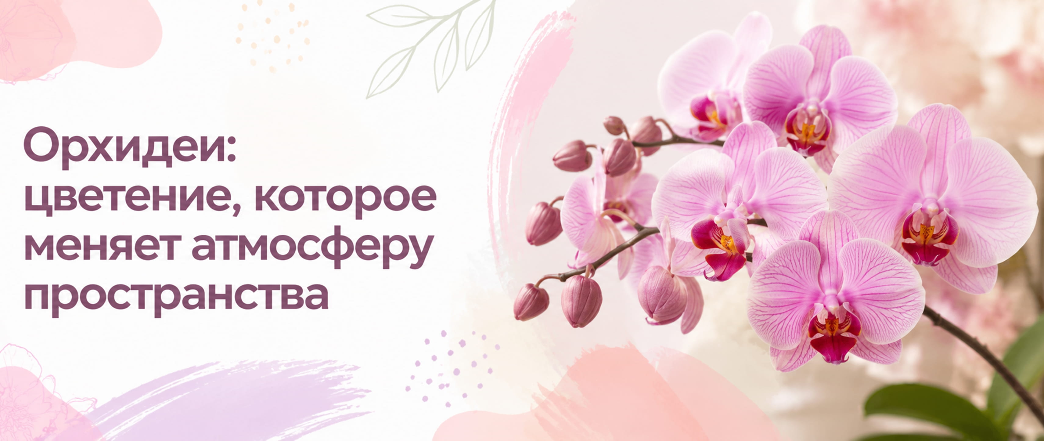 Орхидеи в техническом горшке