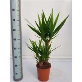 Юкка 2 ствола 40-20см Xl d19 см 75 см