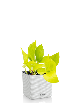 Эпипремнум Голден Потос в CUBE COLOR 14 Белый Эпипремнум Голден Потос в CUBE COLOR 14 Белый