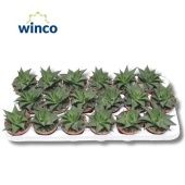 Хавортия лимифолия Twist d8.5 см h15 см