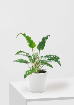 Филодендрон Нарроу 19/55 см в CLASSICO LS 28, белый блестящий 