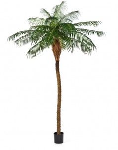 Финиковая пальма Де Люкс