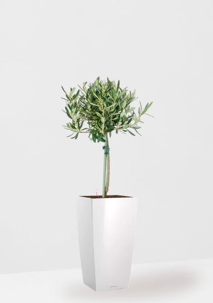 Олива на стволе 17/65 см в CUBICO 22