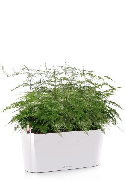 Аспарагус в DELTA 20