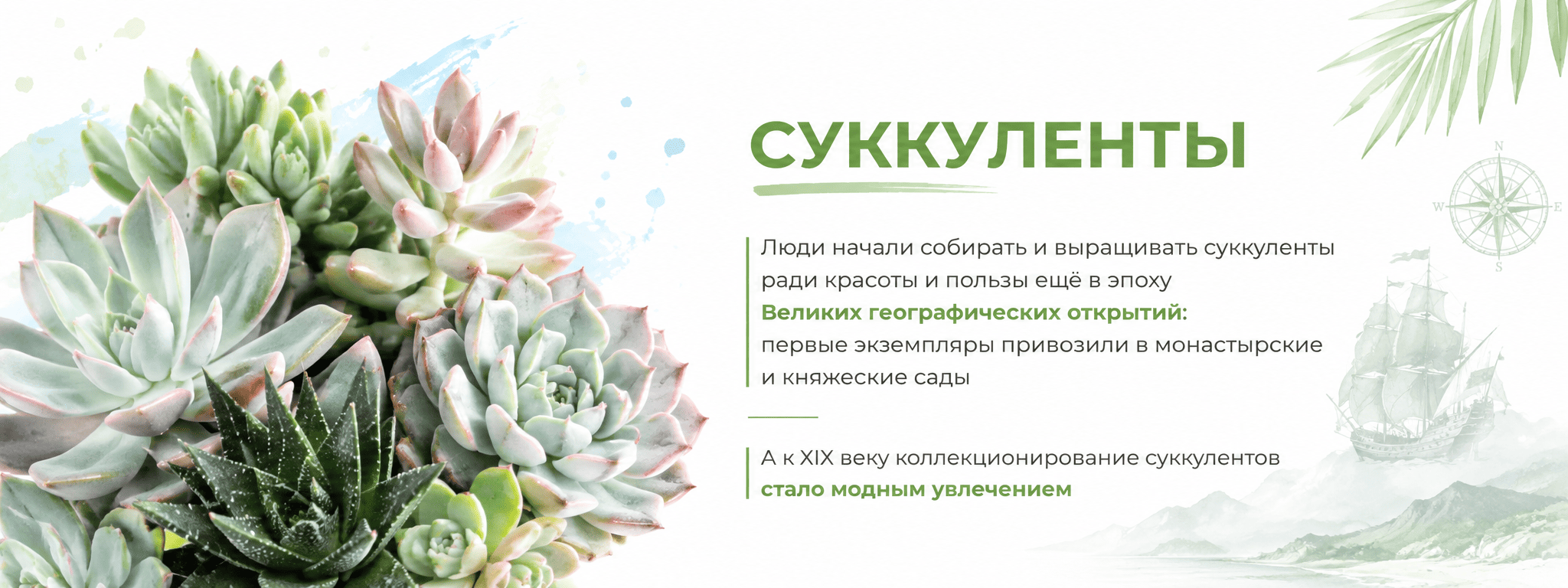 межстраничный суккуленты и кактусы 5