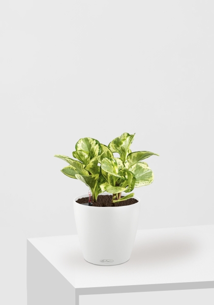 Пеперомия Голден Гейт 14/20 см в CLASSICO 18