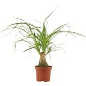 Нолина 1 ствол d9 см h25 см Нолина 1 ствол d9 см h25 см