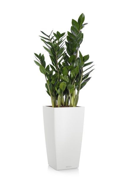 Замиокулькас 17/60 в CUBICO Color 22 Замиокулькас 17/60 в CUBICO Color 22