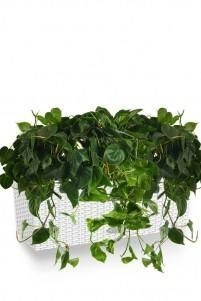 Филодендрон микс Cottage 50/40 см, белый