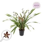 Цимбидиум 4 ствола шоколадный d14 см h85 см