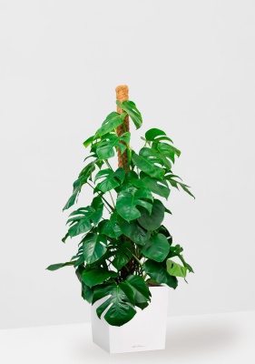 Монстера на опоре 27/150 см в CUBE 40, белый блестящий