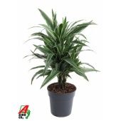 Драцена Варнески бранч разветвленная d21 см h80 см