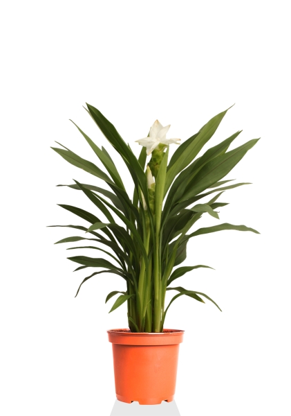 Куркума цветущая White 2+ цветов d14 см h55 см