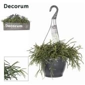 Рипсалис Пилокарпа d21 см h30 см