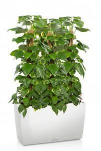 Сциндапсус в CARARO 75/120 см, Белый блестящий