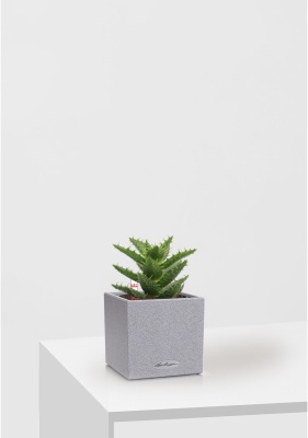 Алоэ Хавортия микс 5 см в CANTO STONE 14